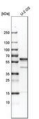 Anti-EDIL3 antibody produced in rabbit Prestige Antibodies® Powered by Atlas Antibodies, affinity isolated antibody, buffered aqueous glycerol solution