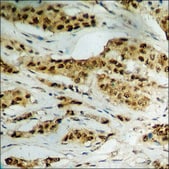 Anti-phospho-STAT5A (pSer780) antibody produced in rabbit affinity isolated antibody