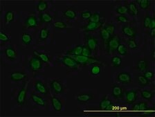 Monoclonal Anti-STAG1 antibody produced in mouse clone 2E9, purified immunoglobulin, buffered aqueous solution