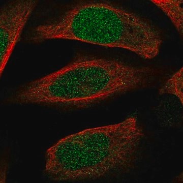 Anti-ECT2 antibody produced in rabbit Prestige Antibodies&#174; Powered by Atlas Antibodies, affinity isolated antibody