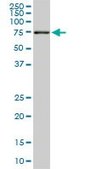 Monoclonal Anti-ACBD3 antibody produced in mouse clone 2H2, purified immunoglobulin, buffered aqueous solution