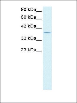 Anti-KLF8 (AB2) antibody produced in rabbit affinity isolated antibody