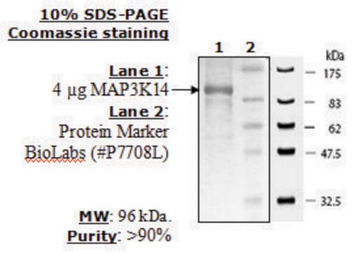 MAP3K14(NIK) Active human recombinant, expressed in baculovirus infected insect cells, &#8805;70% (SDS-PAGE)