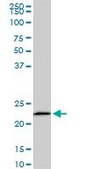 Monoclonal Anti-EFHD1 antibody produced in mouse clone 1F5, purified immunoglobulin, buffered aqueous solution