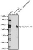 Anti-Phospho-P90RSK-S380 antibody produced in rabbit