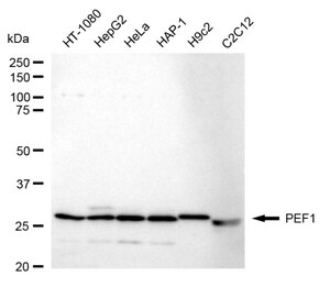 KD-Validated Anti PEF1 Antibody Antibody, clone 24GB1340, Rabbit Monoclonal clone 24GB1340, recombinant rabbit monoclonal, expressed in HEK293 cells