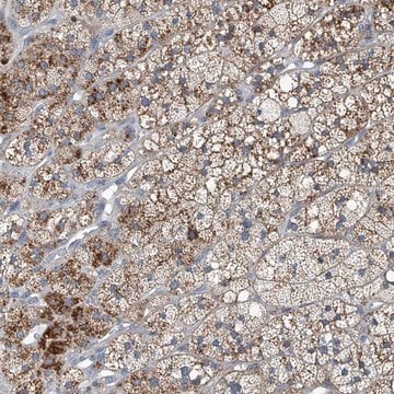 Anti-SLC26A11 antibody produced in rabbit Prestige Antibodies&#174; Powered by Atlas Antibodies, affinity isolated antibody, buffered aqueous glycerol solution