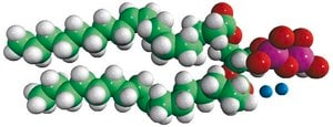 18:1 DGPP dioleoylglycerol pyrophosphate (ammonium salt), powder
