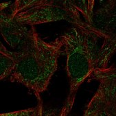 Anti-HSPBAP1 antibody produced in rabbit Prestige Antibodies® Powered by Atlas Antibodies, affinity isolated antibody, buffered aqueous glycerol solution