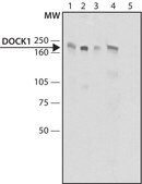 Anti-DOCK1 (C-terminal) antibody produced in rabbit ~1.5&#160;mg/mL, affinity isolated antibody, buffered aqueous solution