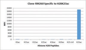 Anti-Acetyl-Histone H2B (Lys23) antibody, Rabbit monoclonal recombinant, expressed in HEK 293 cells, clone RM260, purified immunoglobulin