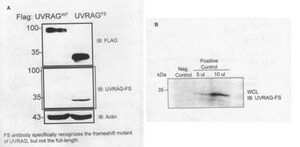 Anti-UVRAG-FS mutant from rabbit