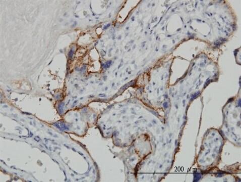 Monoclonal Anti-ALPPL2 antibody produced in mouse clone 2B3, purified immunoglobulin, buffered aqueous solution