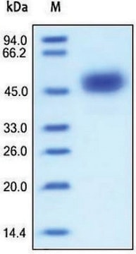 FOLR1 from mouse recombinant, expressed in HEK 293 cells, &#8805;95% (SDS-PAGE)