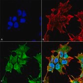 Monoclonal Anti-Git1 - Biotin antibody produced in mouse clone S39B-8, purified immunoglobulin