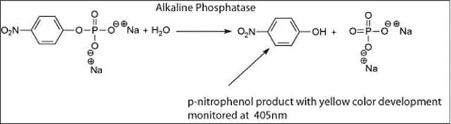 Phosphatase, Alkaline from Escherichia coli ammonium sulfate suspension, 30-90&#160;units/mg protein (modified Warburg-Christian, in glycine buffer)