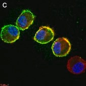 Anti-Rabies glycoprotein Antibody, clone 24-3F-10 ZooMAb® Mouse Monoclonal recombinant, expressed in HEK 293 cells