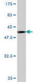 Monoclonal Anti-JAM2, (C-terminal) antibody produced in mouse clone 1C2, purified immunoglobulin, buffered aqueous solution