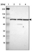 Anti-WDR25 antibody produced in rabbit Prestige Antibodies&#174; Powered by Atlas Antibodies, affinity isolated antibody, buffered aqueous glycerol solution