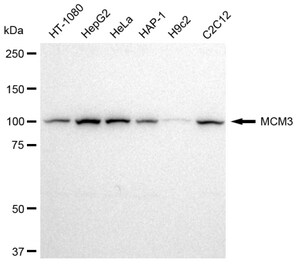 KD-Validated Anti MCM3 Antibody, clone 23GB2490, Rabbit Monoclonal clone 23GB2490, recombinant rabbit monoclonal, expressed in HEK293 cells