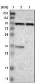 Anti-KIAA1024 antibody produced in rabbit Prestige Antibodies&#174; Powered by Atlas Antibodies, affinity isolated antibody, buffered aqueous glycerol solution