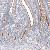 Anti-TMPRSS2 antibody produced in mouse Prestige Antibodies® Powered by Atlas Antibodies, clone CL12514, purified by using Protein A, buffered aqueous glycerol solution