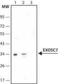Anti-EXOSC7 (N-terminal) antibody produced in rabbit ~1.0 mg/mL, affinity isolated antibody