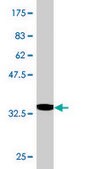Monoclonal Anti-MBD1 antibody produced in mouse clone 2C7, purified immunoglobulin, buffered aqueous solution