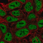 Anti-PWWP2A antibody produced in rabbit Prestige Antibodies&#174; Powered by Atlas Antibodies, affinity isolated antibody, buffered aqueous glycerol solution