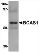 Anti-BCAS1 antibody produced in rabbit affinity isolated antibody, buffered aqueous solution