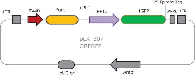 MISSION&#174; TRC3 ORF GFP Lentivirus Control