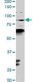 Monoclonal Anti-PCAF antibody produced in mouse clone 1H2, purified immunoglobulin, buffered aqueous solution