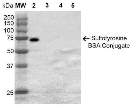 Monoclonal Anti-Sulfotyrosine-Atto 633 antibody produced in mouse clone 7C5