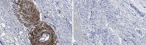 Anti-phospho-HSP27 Ser82 Antibody, clone 1O17 ZooMAb® Rabbit Monoclonal recombinant, expressed in HEK 293 cells