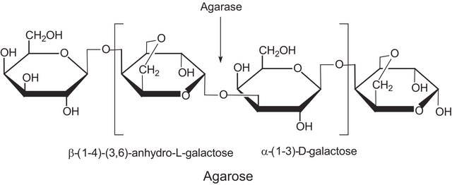 琼脂水解酶 来源于大西洋假单胞菌 lyophilized powder, &#8805;5,000&#160;units/mg protein (Lowry)