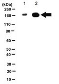 Anti-phospho-HER4 Antibody (Tyr1162) from rabbit, purified by affinity chromatography