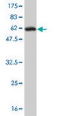 Monoclonal Anti-GPD1 antibody produced in mouse clone 3C10-1C4, purified immunoglobulin, buffered aqueous solution