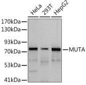 Anti-MUTA Antibody, clone 2V5O5, Rabbit Monoclonal