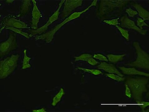 Monoclonal Anti-TNFRSF21 antibody produced in mouse clone 1B1, purified immunoglobulin, buffered aqueous solution