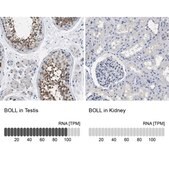 Anti-BOLL antibody produced in rabbit Prestige Antibodies® Powered by Atlas Antibodies, affinity isolated antibody, buffered aqueous glycerol solution