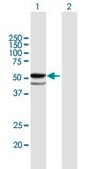 Anti-FUCA1 antibody produced in mouse purified immunoglobulin, buffered aqueous solution