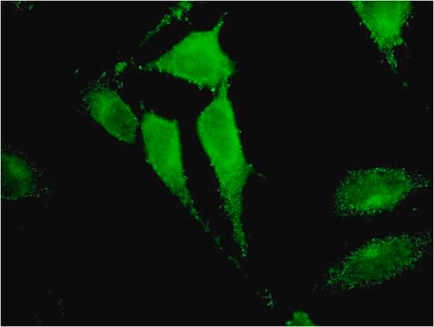 Monoclonal Anti-TRIM17 antibody produced in mouse clone 2E11, purified immunoglobulin, buffered aqueous solution