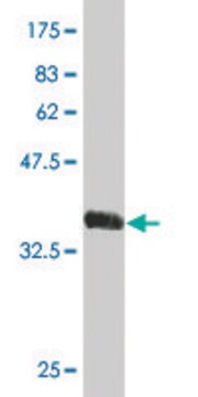 Monoclonal Anti-SIX4 antibody produced in mouse clone 7F1, purified immunoglobulin, buffered aqueous solution