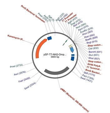 PSF-T7-NH2-OMPA SP-NCOI - BACTERIAL SECRETION PLASMID plasmid vector for molecular cloning
