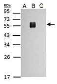 Anti-Envelope protein antibody produced in rabbit affinity isolated antibody, buffered aqueous solution