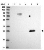 Anti-SPIN4 antibody produced in rabbit Prestige Antibodies&#174; Powered by Atlas Antibodies, affinity isolated antibody, buffered aqueous glycerol solution