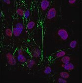 Sheep Anti-Rabbit IgG Antibody, Cy3 conjugate Chemicon®, from sheep