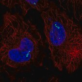 Anti-RORC antibody produced in rabbit Prestige Antibodies&#174; Powered by Atlas Antibodies, affinity isolated antibody