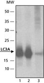 Anti-LC3A antibody produced in rabbit ~1 mg/mL, affinity isolated antibody, buffered aqueous solution