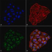 Monoclonal Anti-CD74-Atto 633 antibody produced in mouse clone 1B8